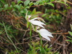 Caladenia picta