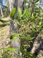 Persoonia sericea