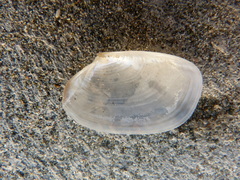Periploma planiusculum