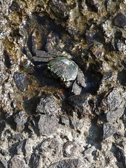 Grapsus