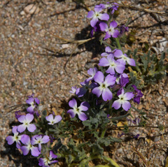 Matthiola tricuspidata