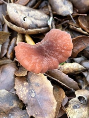 Marasmius plicatulus