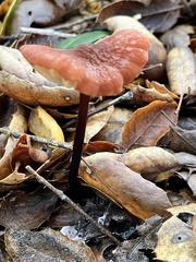 Marasmius plicatulus