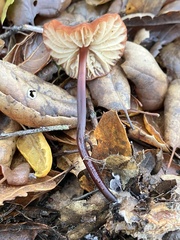 Marasmius plicatulus