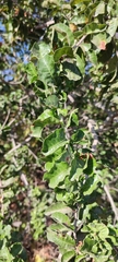 Schinus latifolia