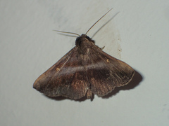 Hadennia mysalis