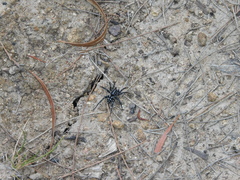 Nyssus albopunctatus