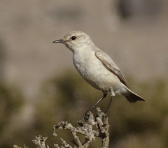 Emarginata tractrac