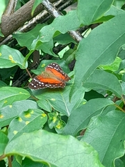 Anartia amathea