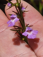 Hemigenia purpurea
