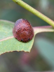 Trachymela papulosa
