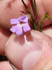 Hemigenia purpurea