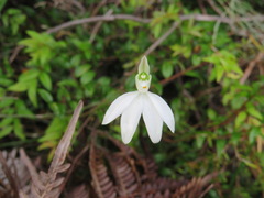 Caladenia picta