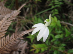 Caladenia picta