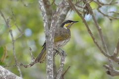 Gavicalis fasciogularis