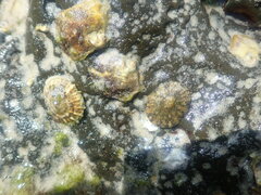 Siphonaria denticulata