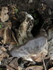 Entoloma ferruginans