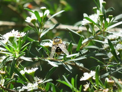 Scaptia