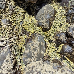 Spirobranchus cariniferus