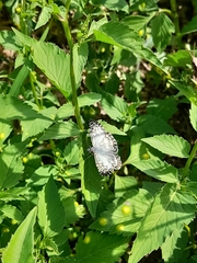 Burnsius orcus