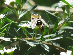 Scaptia