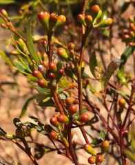 Eucalyptus leptophylla