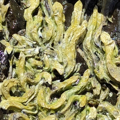 Spirobranchus cariniferus