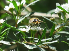 Scaptia