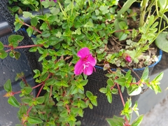 Heterocentron elegans