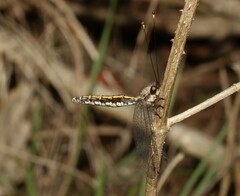 Suhpalacsa subtrahens