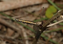 Suhpalacsa subtrahens