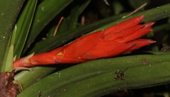 Guzmania nicaraguensis