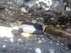 Tenguella marginalba