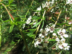 Chauliognathus sydneyanus