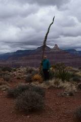 Agave utahensis kaibabensis