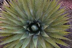 Agave utahensis kaibabensis