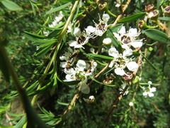 Chauliognathus sydneyanus