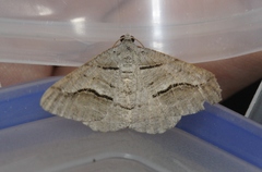 Digrammia imparilata