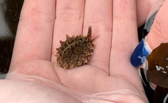 Pusula solandri