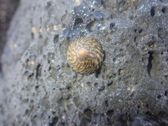 Bembicium nanum