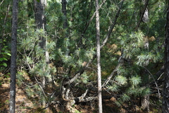 Pinus pumila