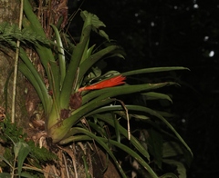 Guzmania nicaraguensis
