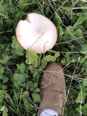 Amanita ocreata
