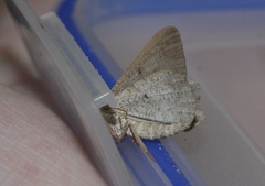 Digrammia imparilata