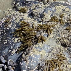 Splachnidium rugosum