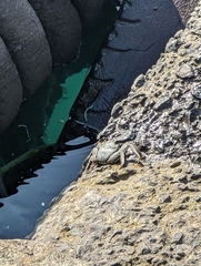 Grapsus