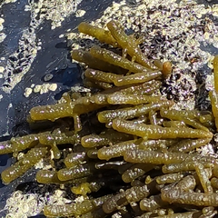 Splachnidium rugosum