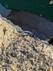 Grapsus
