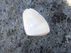Latona deltoides