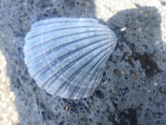 Pecten fumatus